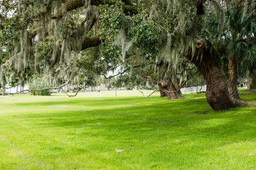 Green spring park with fresh grass, trees, palms. Beautiful nature background