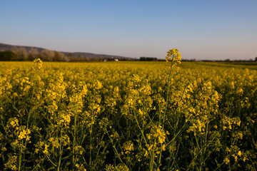 Schönes Rapsfeld im Frühling in der Bahnstadt Heidelberg, Deutschland