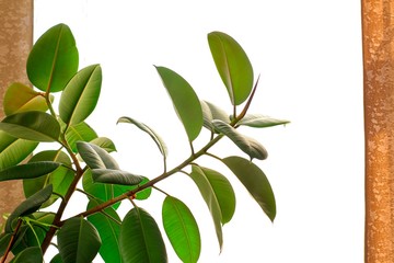 Ficus elastic plant rubber tree in a flower pot by the window with brown curtains. Selective focus.	