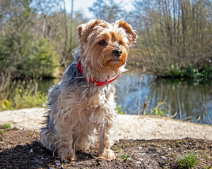 Yorkshire terrier in countryside