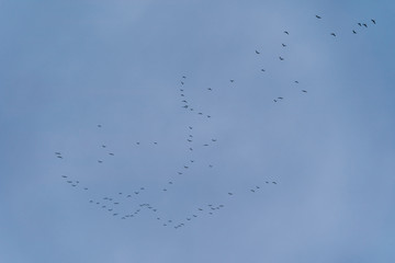 flock of birds in blue cloudy sky