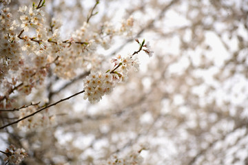 image of Cherry blossoms up
