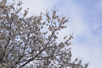 image of Clouds in the sky, cherry blossoms