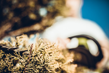 Cutting a hedge with electrical hedge trimmer. Selective focus. Gardener is trimming the hedge or tuja.
