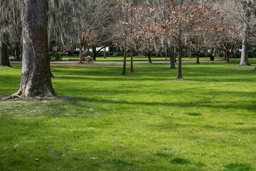 Fototapeta premium Green spring park with fresh grass, trees, palms. Beautiful nature background