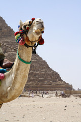  Camel in the desert of Egypt © moniadk