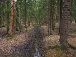 Fototapeta premium stream flows through coniferous forest