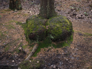 unusual roots of a tree covered with moss
