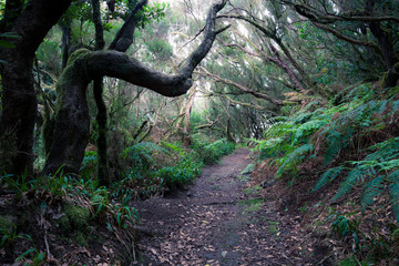 path through a dark forest. Misty woodland landscape