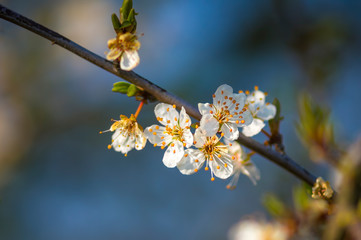 Fresh fruit blossom bud in the spring season