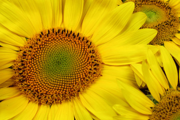 Sunflower in bloosom