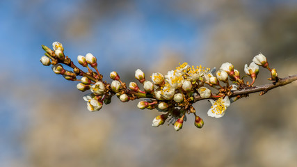 Fresh fruit blossom bud in the spring season