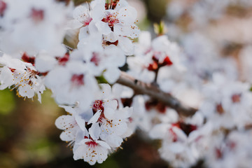 Blooming apricot tree in spring time, white branch.
