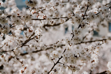 cherry blossom in spring