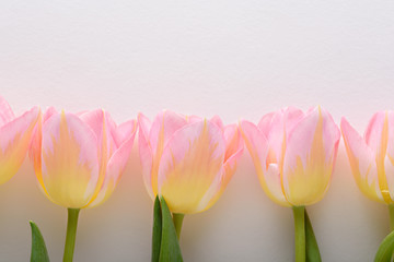 pink tulips with yellow iridescence on pink background