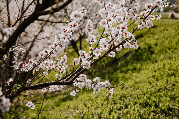 Blooming apricot tree in spring time, white branch on the background of green grass