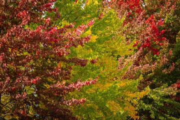 Herbst in Kanada, Bäume im Herbst