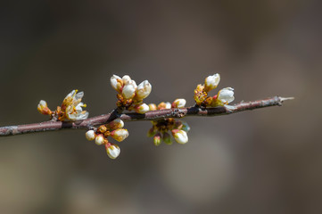Fresh fruit blossom bud in the spring season