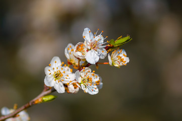 Fresh fruit blossom bud in the spring season