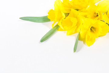 A bouquet of yellow daffodil flowers on a white background