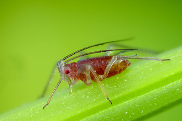 Blattlaus saugt Pflanzensaft, Saugende Blattlaus im Detail, Blattlaus ernährt sich von Pflanzensaft