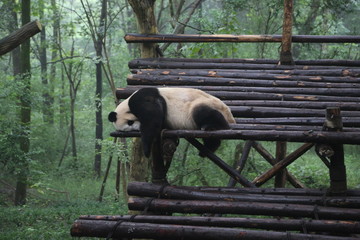 panda in the bamboo forest