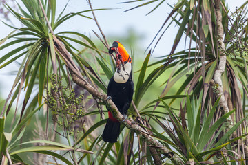 Toucan eating small bird on ficus tree