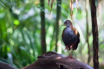 red winged blackbird in rainforest