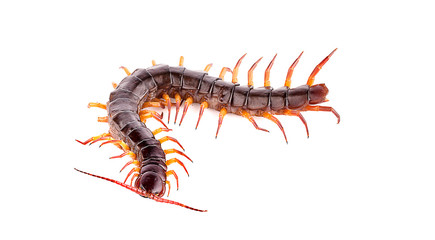centipede on white background