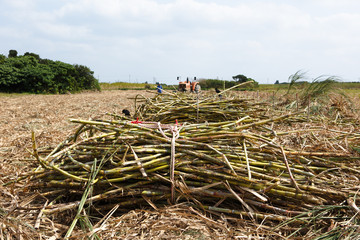 日本最南端、沖縄波照間島のサトウキビ収穫