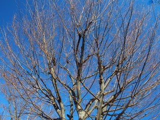 春の欅と青空