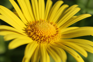 Extreme close up image of the beautiful yellow flower of Doronicum orientale 'Magnificum'. A popular spring flowering garden plant.