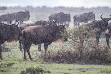 Gnus im Wolkenbruch