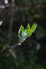 Hydrangea quercifolia (Oakleaf hydrangea) / Hydrangeaceae deciduous shrub.