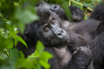 Gorilla in wilderness national park Democratic Republic of Congo green forest