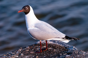 Naklejka premium The black-headed gull (Chroicocephalus ridibundus) is a small gull that breeds in much of Europe and Asia, and also in coastal eastern Canada.