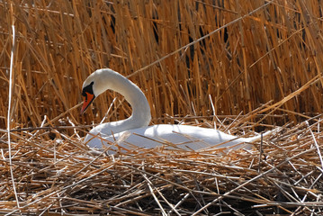 Swans are birds of the family Anatidae within the genus Cygnus. The swans' closest relatives include the geese and ducks.