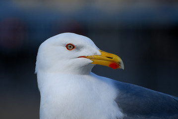 The great black-backed gull (Larus marinus), mistakenly called greater black-backed gull by some, is the largest member of the gull family.