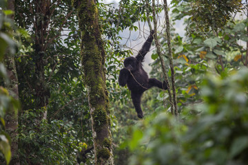 Gorilla in wilderness national park Democratic Republic of Congo green forest