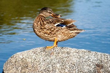 The Mallard is a dabbling duck that breeds throughout the temperate and subtropical Americas, Eurasia, and North Africa.