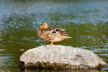 The Mallard is a dabbling duck that breeds throughout the temperate and subtropical Americas, Eurasia, and North Africa.
