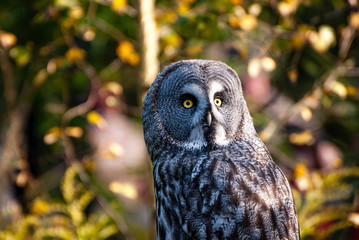 The great grey owl or great gray owl (Strix nebulosa) is a very large owl, documented as the world's largest species of owl by length.