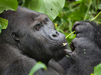 Gorilla in wilderness national park Democratic Republic of Congo green forest