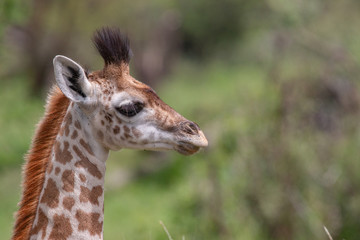 Giraffe, Jungtier