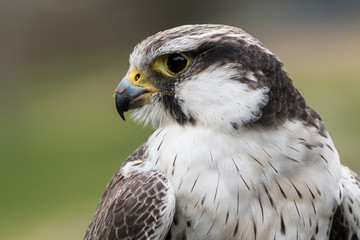 The peregrine falcon (Falco peregrinus), also known as the peregrine, and historically as the duck hawk in North America, is a widespread bird of prey (raptor) in the family Falconidae.