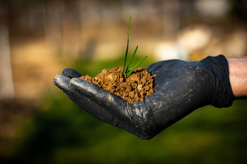 Planting young tree by kid hand on back soil as care and save wold concept. Farmer hands holding a plant in the garden. New life concept.