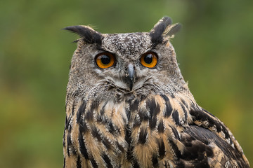 The Eurasian eagle-owl (Bubo bubo) is a species of eagle-owl that resides in much of Eurasia.