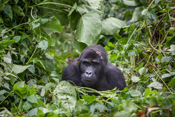 Gorilla in wilderness national park Democratic Republic of Congo green forest