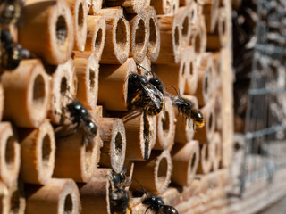 Mason bees at an insect hotel in spring © Sabine Se