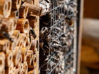 Mason bees at an insect hotel in spring
